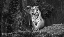 Load image into Gallery viewer, Armor 11 5G
